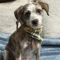 adopt-pet