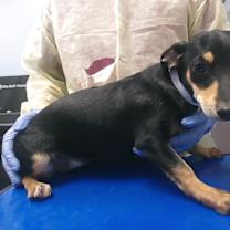 adopt-pet