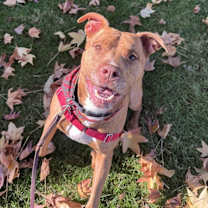 Thumbnail photo of Champ #1