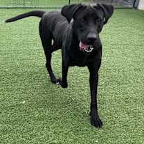 Thumbnail photo of Raven 5559 #1