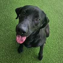 Thumbnail photo of Raven 5559 #3