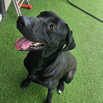 Thumbnail photo of Raven 5559 #4