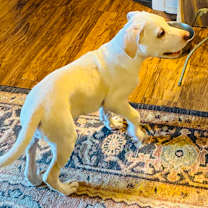 Thumbnail photo of ELIJAH #4