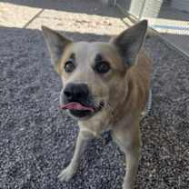 adopt-pet