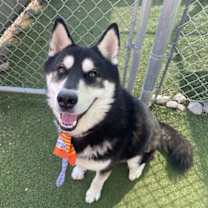 adopt-pet