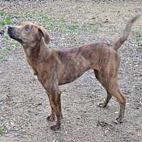 Thumbnail photo of Booper #4