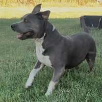 Thumbnail photo of Jade #1