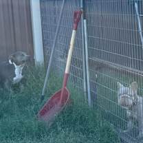 Thumbnail photo of Jade #2