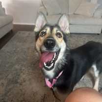 Thumbnail photo of Nala #3