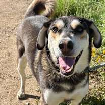 adopt-pet