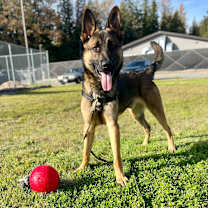 Thumbnail photo of Ranger🏔️ #2