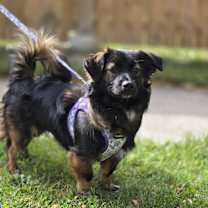 adopt-pet