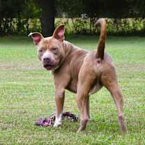 Thumbnail photo of Ruffles #3