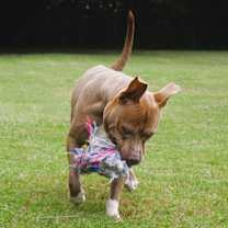 Thumbnail photo of Ruffles #4