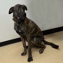 Thumbnail photo of Scout #2