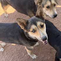 adopt-pet