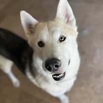 adopt-pet