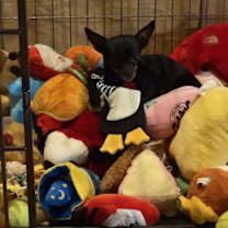 adopt-pet