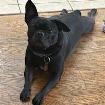 Thumbnail photo of Remy #1