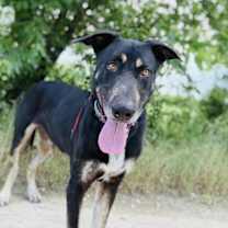 Thumbnail photo of Charleston #3