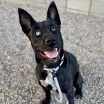 adopt-pet