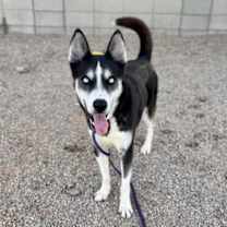 adopt-pet