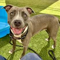 adopt-pet