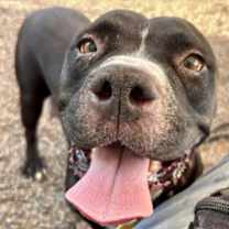 adopt-pet