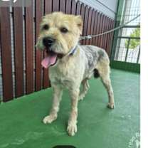 Thumbnail photo of Gyeoul-Adopted! #2