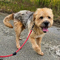 Thumbnail photo of Gyeoul-Adopted! #4