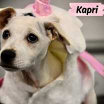 Thumbnail photo of Kapri #2