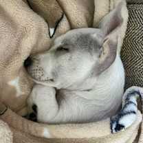 Thumbnail photo of Kapri #4