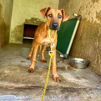 Thumbnail photo of Golden Heart #3