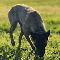 Thumbnail photo of Minka - Located in OR #4