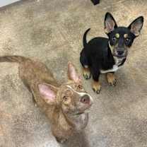 Thumbnail photo of Mirabel #4