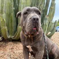 adopt-pet