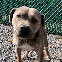 Thumbnail photo of Bear #1