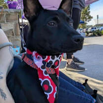 Thumbnail photo of Serrano #1