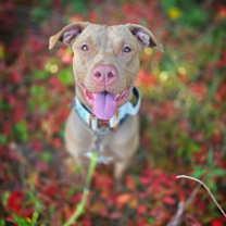 adopt-pet