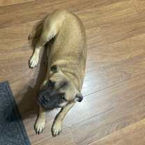 Thumbnail photo of Sheeba #1