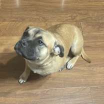 Thumbnail photo of Sheeba #2