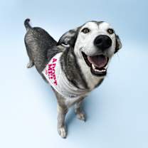 adopt-pet