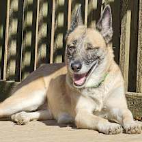 Thumbnail photo of Nova #4