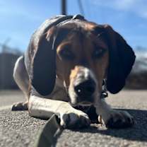 Thumbnail photo of Fern #3