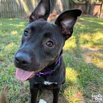 Thumbnail photo of Denise #2