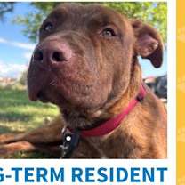 adopt-pet