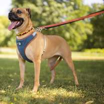 adopt-pet