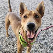 adopt-pet