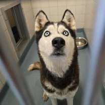 adopt-pet