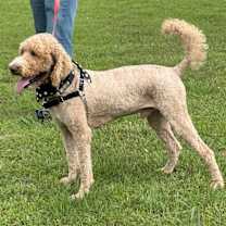 Thumbnail photo of Bentley #1